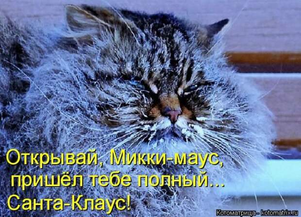 Лучшие котоматрицы прошедшей недели