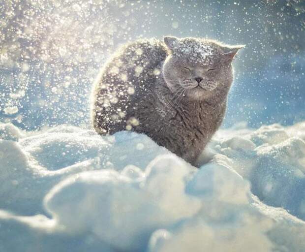 улыбающиеся животные кошка