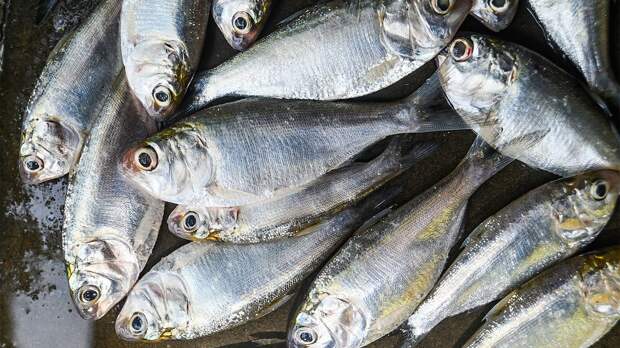 Эта забытая рыба в СССР продавалась в каждом ларьке: сейчас найти ее просто невозможно