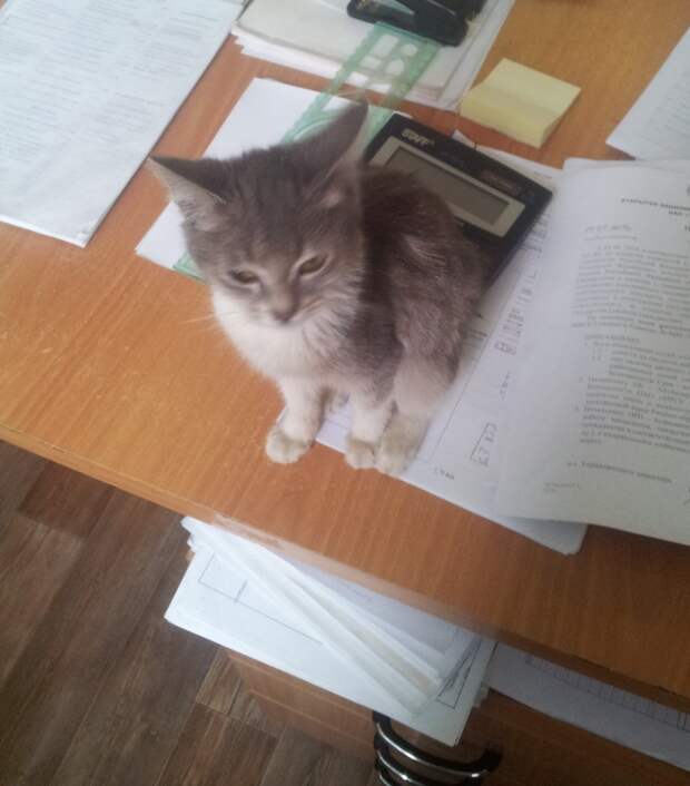 Неожиданный гость Неожиданный гость гость, котенок