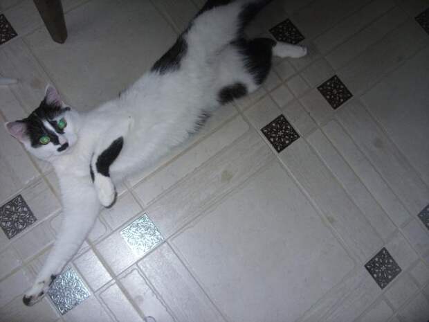 Кошка на кухне Кошка на кухне