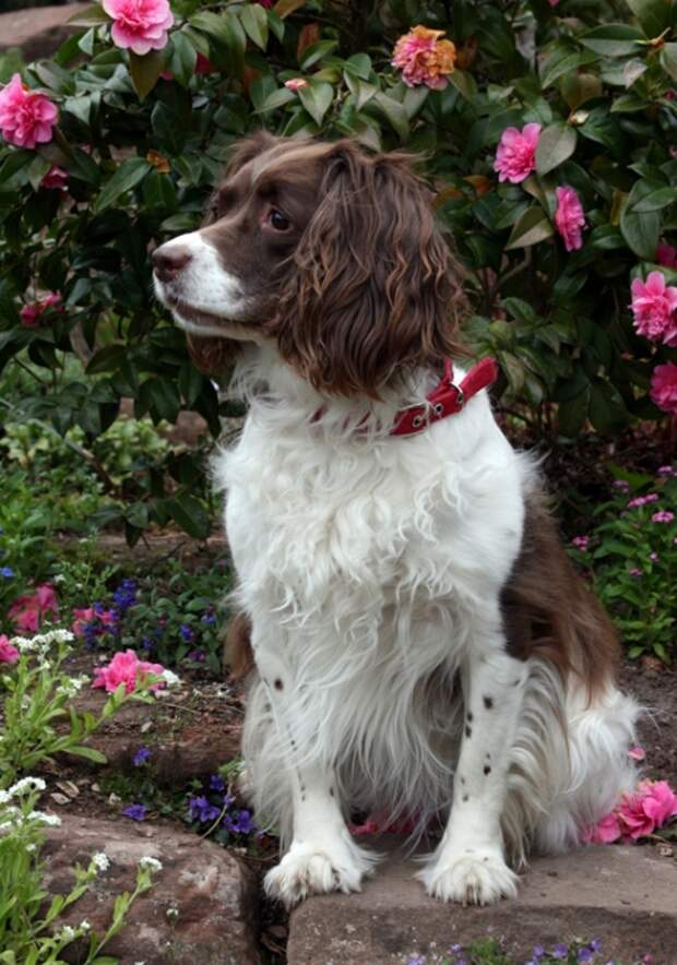 собака породы английский спрингер-спаниель. фото