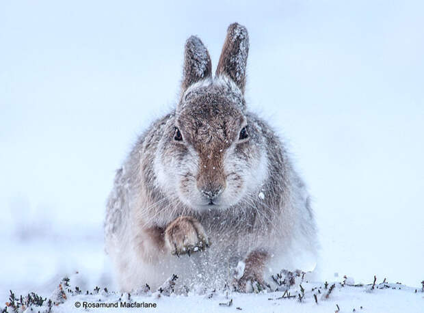 Забавные, яркие, необычные фотографии животных на конкурсе Wildlife Photographer of the Year 2015