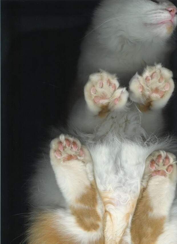 Сколько пальцев у кошки на задних лапах. Пальцы у кошек на задних лапах. Передняя и задняя лапка котика.