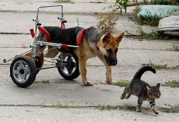 Жизнерадостный щенок-инвалид животные, собака