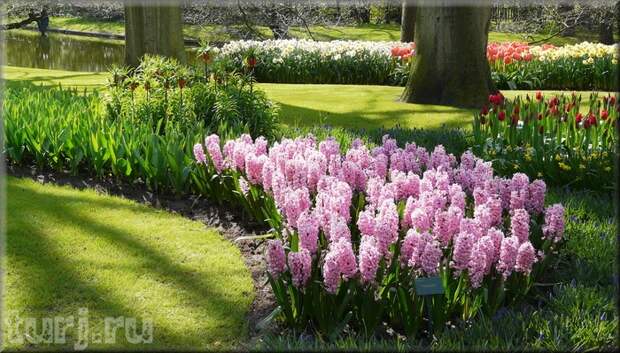 Нидерландский парк цветов - аж дух захватывает от такой красоты