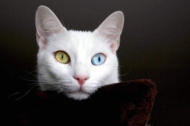 Самые необычные кошки коты Земли Кхао-мани, као-мани, фото породы кошек фотография картинка