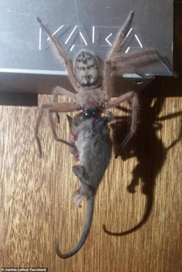Огромный паук съел опоссума в Австралии