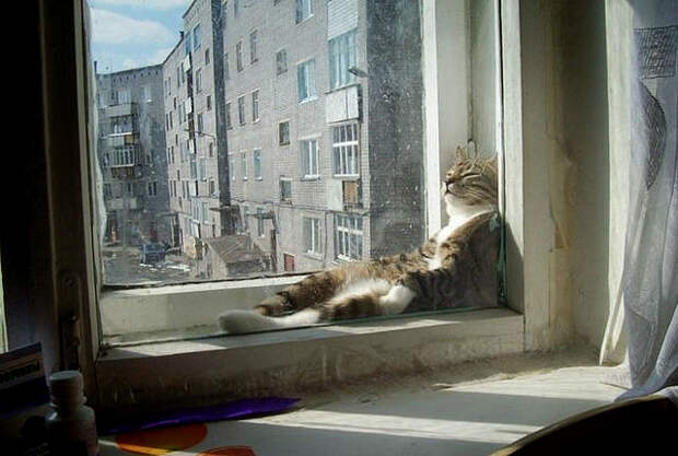 животные пригрелись в лучах солнца