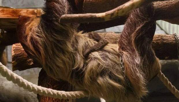 В Новосибирском зоопарке впервые родился двупалый ленивец