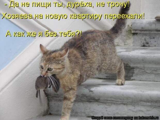 Котоматрица №36