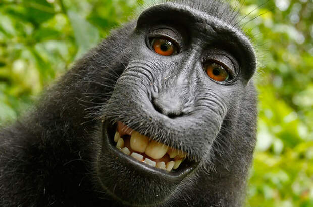 Macaca_nigra_self-portrait_large