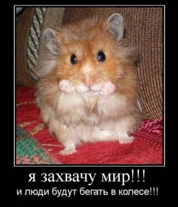 Смешные демотиваторы, веселые картинки с надписями!
