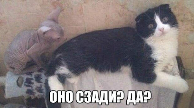 3909839_original (600x335, 144Kb)