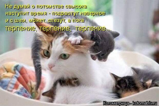 Лучшие котоматрицы недели