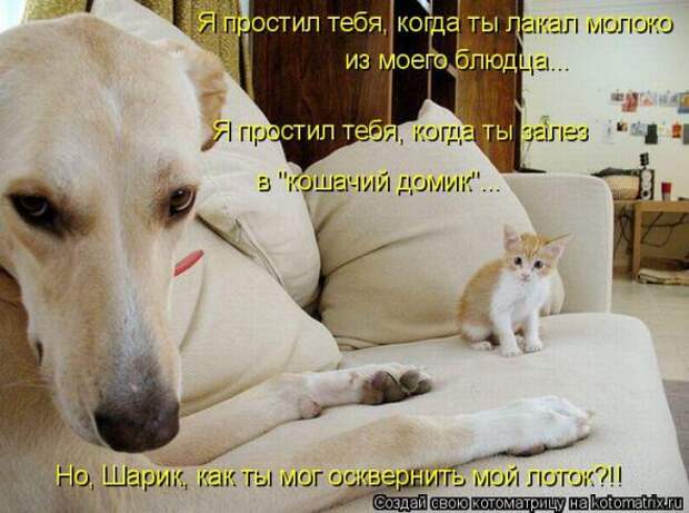 Котоматрица