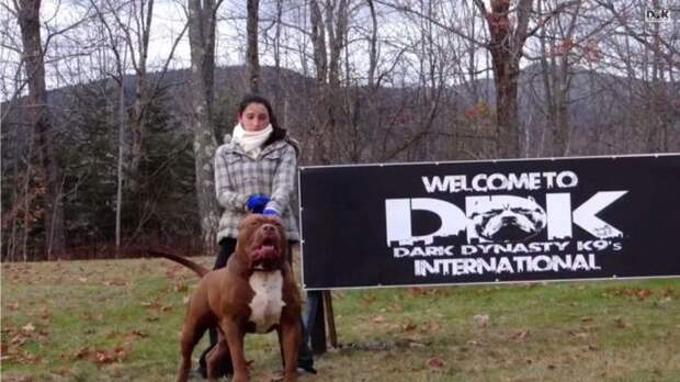 Самый крупный питбуль в мире Самый крупный питбуль в мире питбуль, халк