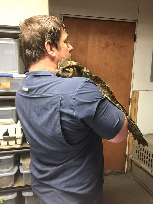 rescue-owl-hugs-man-gigi-douglas-pojeky-4