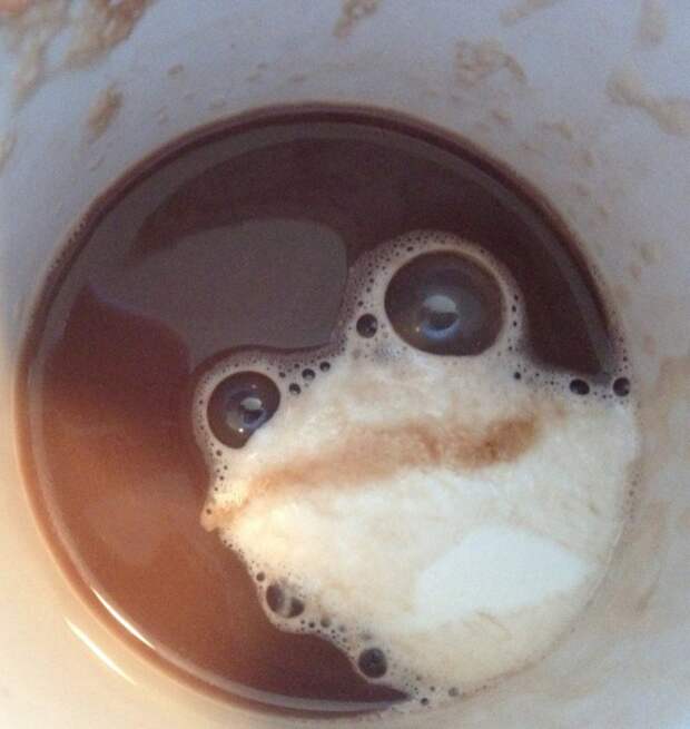 парейдолия кофе лягушка