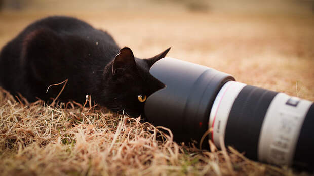 Кошки в фотографиях Сэйдзи Мамия