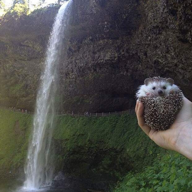 biddy-cute-hedgehog-adventures-8