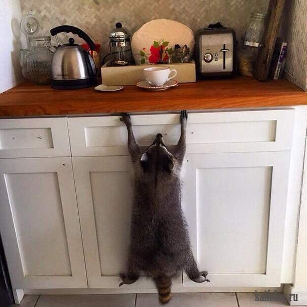 Прикольная подборка фотогорафий (8 - 14 февраля 2016)