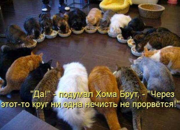 Кошачий фотопост! Кошачий фотопост! коты, юмор