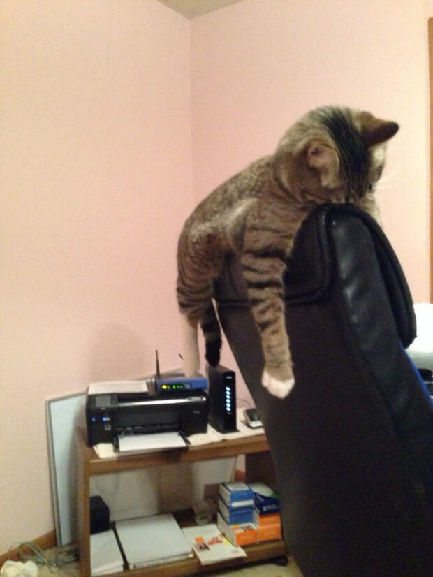 Немного спящих котов коты, милота, сон