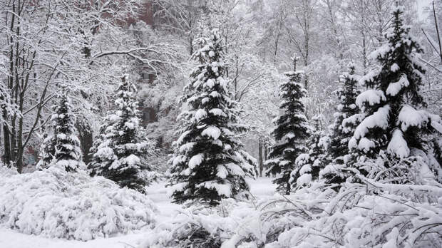 Собянин: более 25 тысяч вечнозеленых растений высадили в Москве в 2025 году