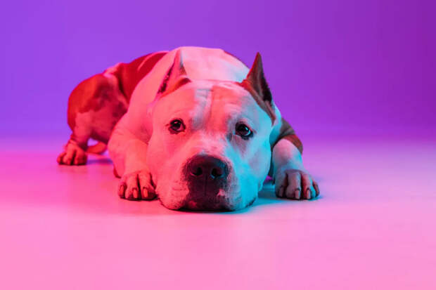 «Это грабеж»: в России призвали отменить доплаты за животных в отелях