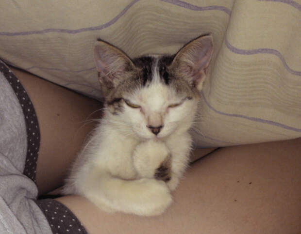 коварные кошки