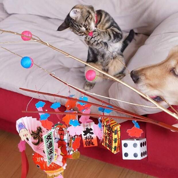 котёнок и взрослая собака 4