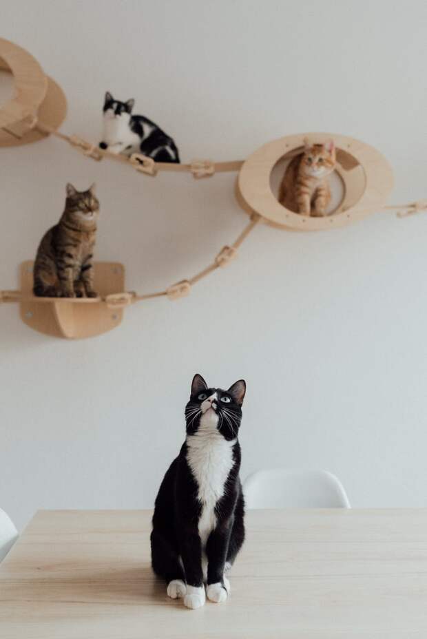 как подружить котов коты