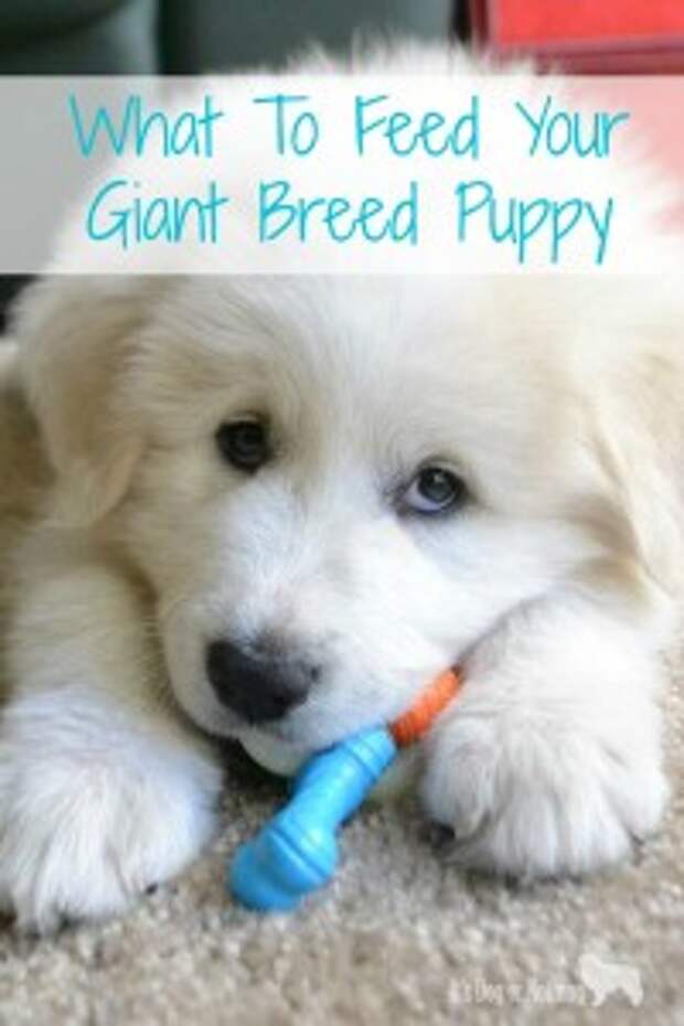 Determining what to feed your giant breed puppy can be challenging. Here is what you need to know.