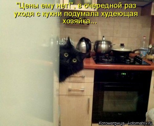 Новая котоматрица для всех (33 фото)