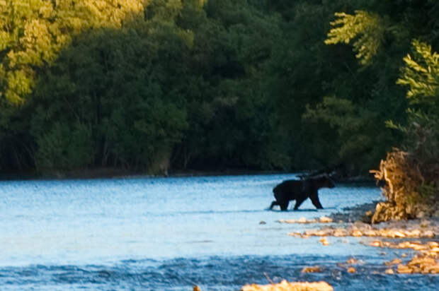 Фотоотчёт с Камчатки, сплав по рекам  камчатка, медведи, реки, сплав, фото