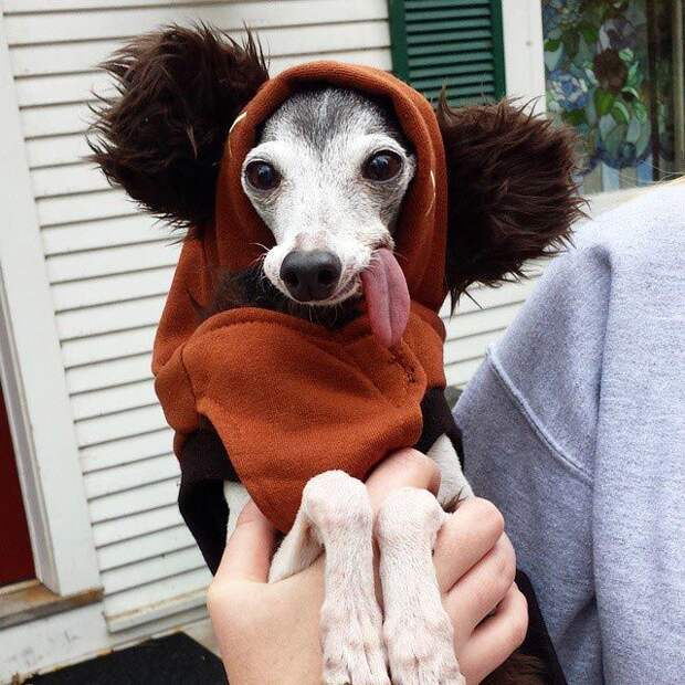 Zappa dog, двойник Сида из Ледникового периода, собака Заппа, собака с высунутым языком
