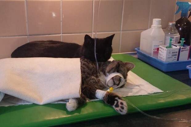 В приюте для животных в Быдгоще появился кот-медбрат доброта, животные