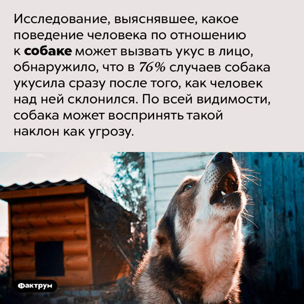 Не наклоняйтесь над собаками, если не хотите получить укус в лицо.  Исследование, выяснявшее, какое поведение человека по отношению к собаке может вызвать укус в лицо, обнаружило, что в 76% случаев собака укусила сразу после того, как человек над ней склонился. По всей видимости, собака может воспринять такой наклон как угрозу.