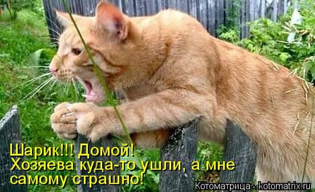 Котоматрица: Шарик!!! Домой! Хозяева куда-то ушли, а мне  самому страшно!
