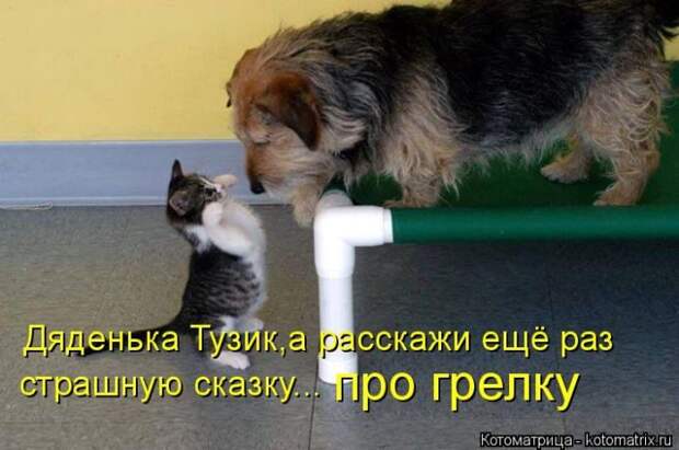 Лучшие котоматрицы недели