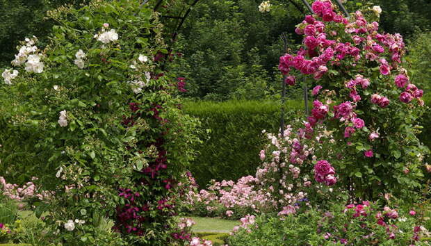 4497432_rosesingardeninspiration28 (700x400, 172Kb)