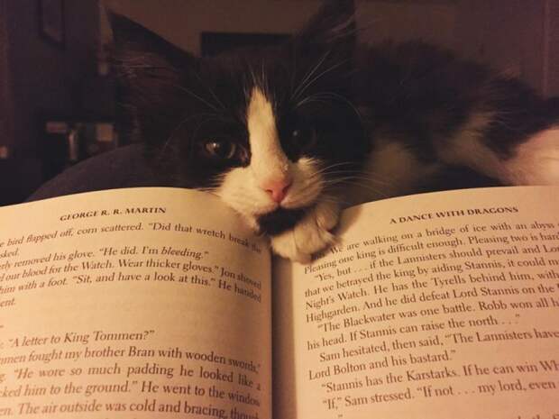 животные и книги  