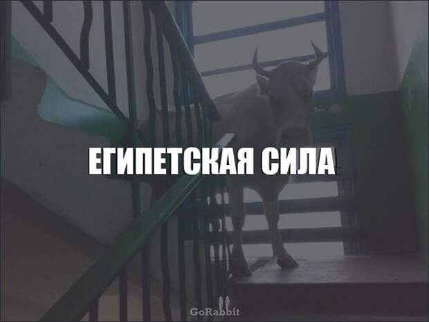 просторечные выражения, смешные выражения, Ёк-макарёк, едрить-мадрить