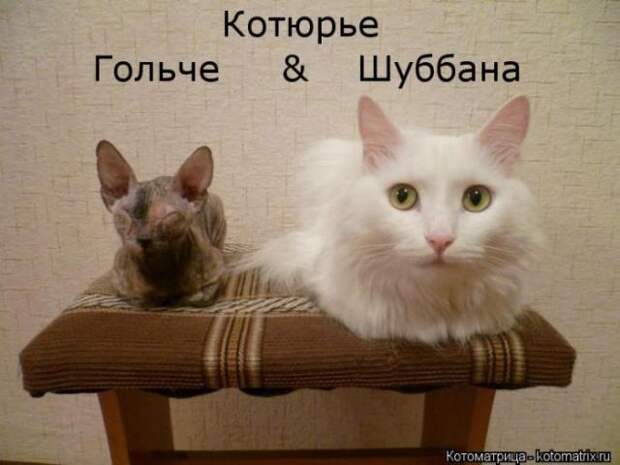 котоматрицы (50 фото)