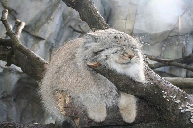 unusual-wild-cats__880