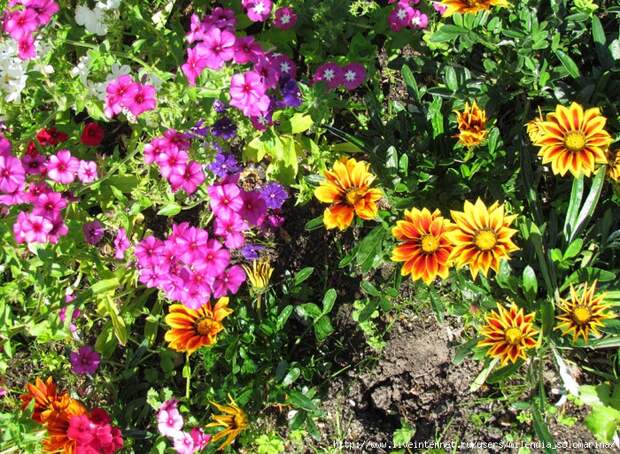 IMG_0940 (700x513, 487Kb)