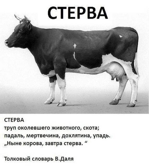 Прикольные картинки (107 фото)