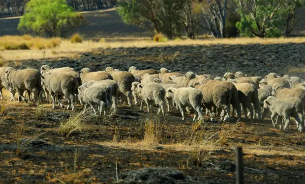 Собака собрала овец и вела их несколько часов. Люди удивились, а потом увидели лесной пожар