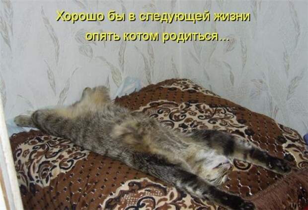 Прикольные коты  (65 фото)